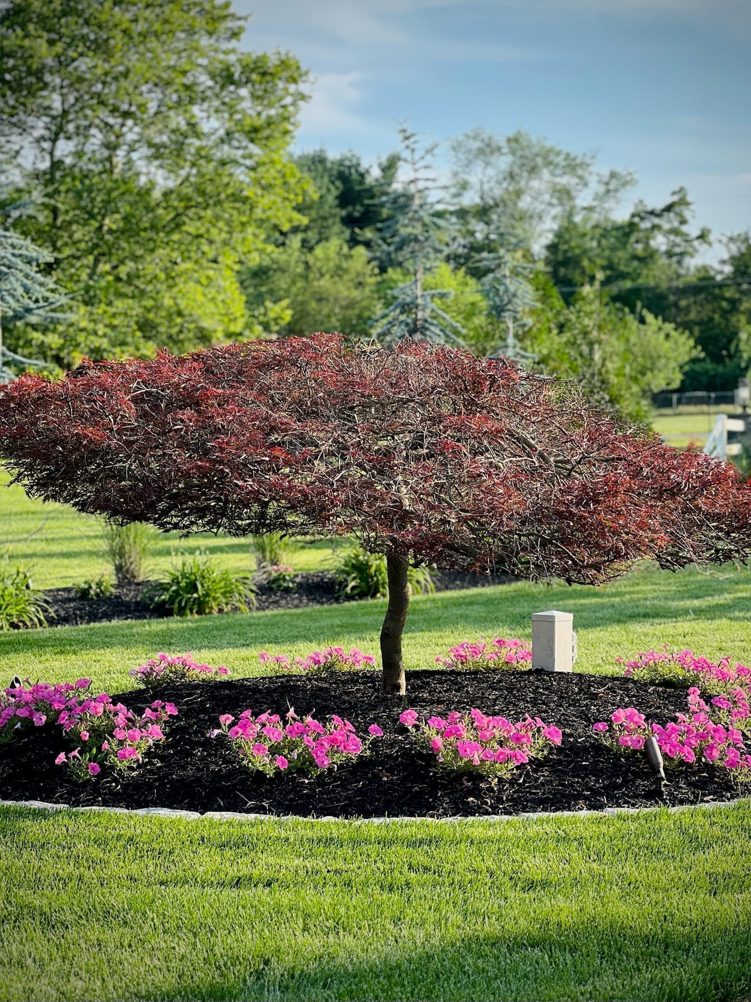 Red lace maple specimen tree ringed with pink petunias in a manicured lawn