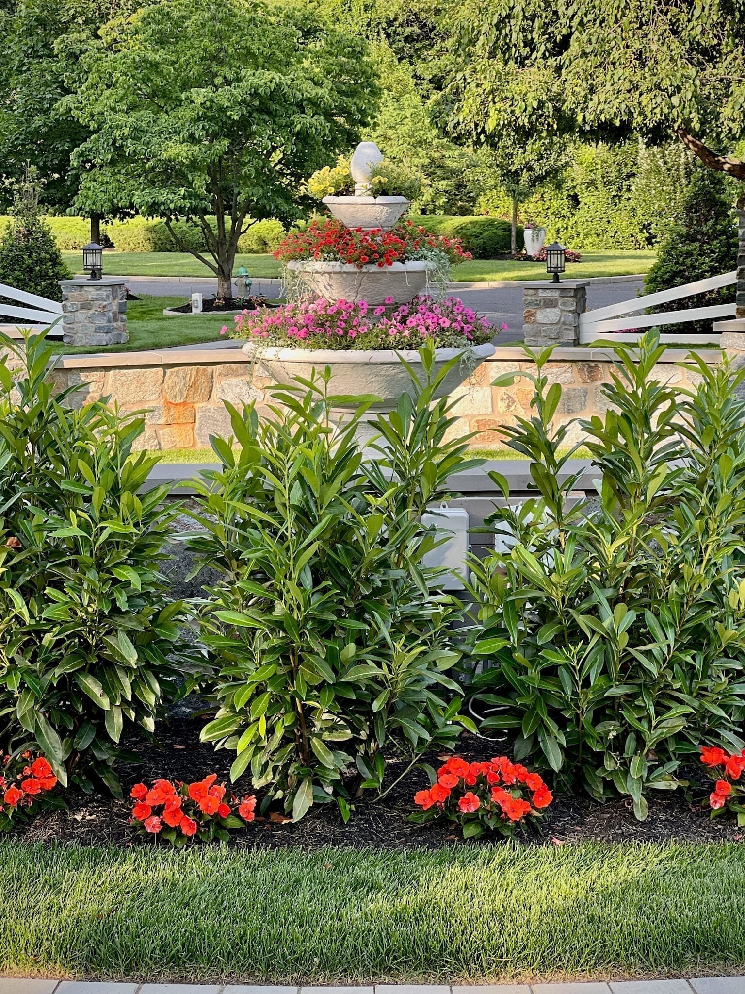 Cherry laurel privacy hedge in front of a stone wall with a tiered urn fountain
